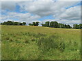 NT5547 : Cattle grazing at High Cross by M J Richardson