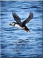 J5985 : Puffin, Copeland Islands by Rossographer