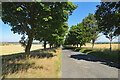 TL4241 : Tree-lined Fowlmere Road by John Sutton