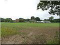 TG2624 : Maize crop with dwellings in background by David Pashley