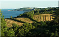 SX9268 : Mown grass, Maidencombe by Derek Harper