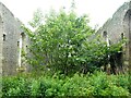 NS0567 : Bute - Tree growing inside ruined St Colmac's Church  by Rob Farrow