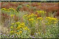 SO5139 : Ragwort at Bartonsham by Philip Halling