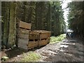 NY8954 : Crates of logs in Kingslaw Plantation by Oliver Dixon