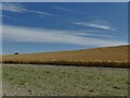 SU1069 : Wheatfield south of Avebury by Stephen Craven