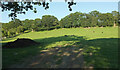 SO7447 : Sheep and cattle pasture near Hill House Farm by Derek Harper