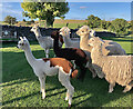 SK1253 : Alpacas at Damgate, Staffordshire by Paul Harrop