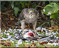 J5080 : Sparrowhawk, Bangor by Rossographer