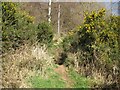 NY3240 : Path through gorse bushes by Adrian Taylor