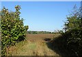 TL5501 : Field entrance off Stanford Rivers Road by JThomas