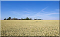 NO6946 : West-northwest view of West Mains across a field of wheat, Angus by Andrew Diack