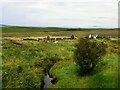 NG3868 : Derelict Cottage next to Lon Delista by David Dixon