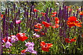 TM4557 : Poppies in the Red House garden by Christopher Hilton