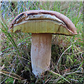 NJ0039 : Truncated Fungus by Anne Burgess