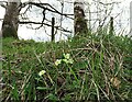 NZ1049 : Primroses beside the railway path by Robert Graham