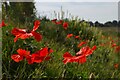 TM4358 : Poppies by the road from Aldeburgh to Snape by Christopher Hilton