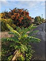 TF0820 : Ailanthus altissima by Bob Harvey