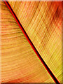 SO7119 : Banana Leaf by Jonathan Billinger