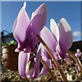 SK6041 : Cyclamen study  4 by Alan Murray-Rust