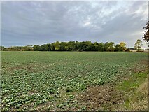  : Ash Plantation by Manor Farm by Philip Jeffrey