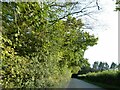 ST0578 : Overhanging trees on narrow road, north of Clawdd-Coch by David Smith