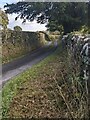 SO3533 : Overhanging tree, St Margarets, Herefordshire by Jaggery