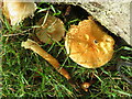 NT5948 : Beech tree base and fungi - close up by M J Richardson