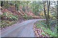 SO6215 : Road in the Forest of Dean by Philip Halling