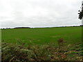 TG2837 : Winter wheat landscape by David Pashley