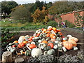 TQ4551 : Pumpkins and squashes at Chartwell by Marathon