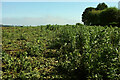 SP1539 : Beans near Chipping Campden by Derek Harper