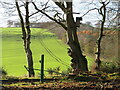 NT5942 : Nest box in the Prison Strip by M J Richardson