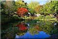 SO7875 : The ornamental fishpond in Autumn, Queen Elizabeth II Jubilee Gardens, Bewdley, Worcs by P L Chadwick