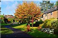 SO7875 : Tree in autumnal colours, Queen Elizabeth II Jubilee Gardens, Bewdley, Worcs by P L Chadwick