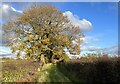 SJ7851 : Tree and farm track near Park End by Jonathan Hutchins