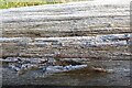 SO8844 : Frost on a fallen tree trunk by Philip Halling