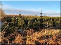 SK5211 : The Christmas Tree Plantation at Bradgate Trees by Ian Calderwood