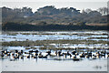 SZ3192 : Canada geese on partially frozen wetland by David Martin