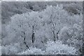 SO7639 : Hoar frost on trees by Philip Halling