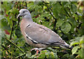 NT4936 : A fledgling wood pigeon (Columba palumbus) by Walter Baxter