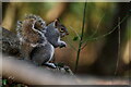 TQ3464 : Grey Squirrel by Peter Trimming