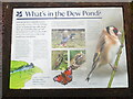 SU8595 : Dew Pond Information Board on the Hughenden Estate by David Hillas