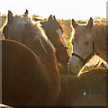 TL9335 : Horses at their Hay, Assington  by Roger Jones