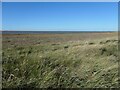 TA4114 : Saltmarsh, Humber estuary by Christine Johnstone