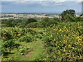 SO6087 : Gorse bush on Brown Clee Hill by Mat Fascione