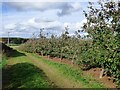 SO6442 : Orchard near Lower House Farm by Sandy Gerrard