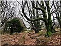 SO5987 : Ancient trees along the Shropshire Way by Mat Fascione