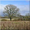 SJ8403 : Rough pasture and oak tree near Codsall Wood, Staffordshire by Roger  D Kidd