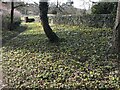 TF8617 : Lexham Hall snowdrop walk - 4 - Snowdrops and aconites near the church by Richard Humphrey