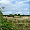 SJ9319 : Rough pasture south-east of Stafford by Roger  D Kidd